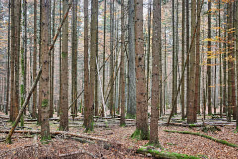 Gemeinde Bayerisch_Eisenstein Landkreis Regen Hans-Watzlik-Hain Wald Mikado (Dirschl Johann) Deutschland REG